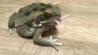 Жаба ага