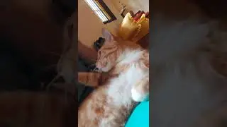 Cute and cuddly cat😺😻#catlover