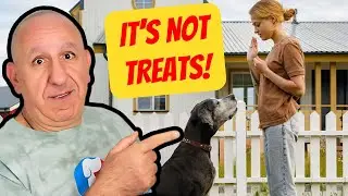 The Must-have Tool For Busy Dog Owners: Essential For Effective Training