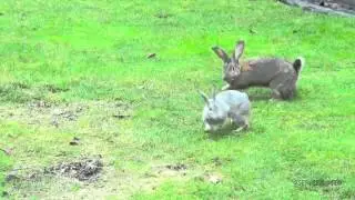 Бои без правил Кролики самцы Жёсткий бой !