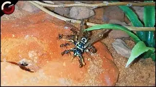 I GAVE MY KILLER ANTS A WASP! Best Beginner Ants Myrmica rubra | Ant Colony Video 🐜