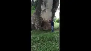 Rocky finds a Gigantic Guanacaste Tree in Guatemala
