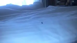 Тут мухи ебутся