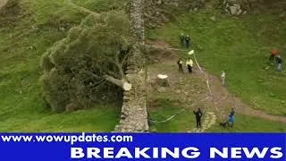 uk iconic Famous Sycamore Gap tree at Hadrian’s Wall found cut down