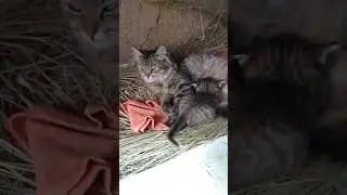 Кошка с катятами,овца с ягнятами