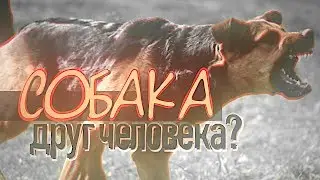 Я НЕНАВИЖУ СОБАК И ИХ БЕЗОТВЕТСТВЕННЫХ ХОЗЯЕВ