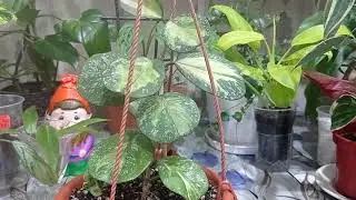 Комнатные цветы, обзор хой. ❤🌸🌺🌸