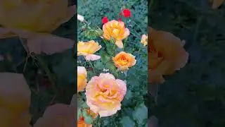 #shortc#доброго дня