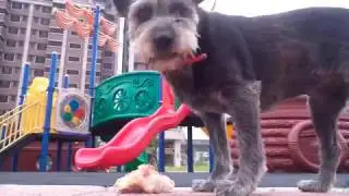SMALL DOG EATS WHOLE RAW CHICKEN!?!