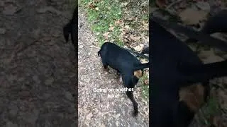 #shorts How often do you take your dog on a hike?