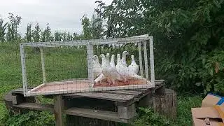 Голуби білі. Запуск птиці в інший голубятник. Плани на роботу біля Старої голубятні.