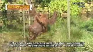 ZooZapper Orang-oetan - pongo