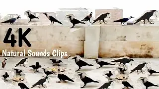 Injured beak crow eating food |Crow Sound Crow ki Awaz Loudly |Natural sounds Clips