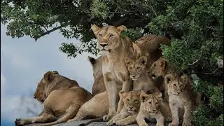 The Lion In The Animal Kingdom