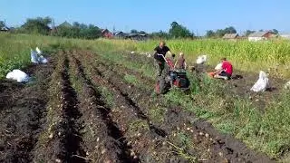 Копка картофеля плугом