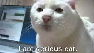 Очень смешные коты!