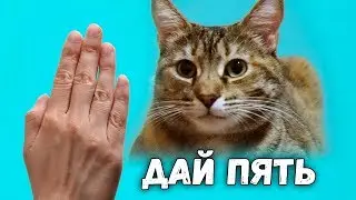 Dunya, give me a paw! (SANISHOW)