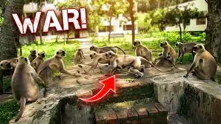 Monkeys Fighting With other groups II Langur Monkey Fight and Sounds