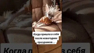 Как прошли праздники?