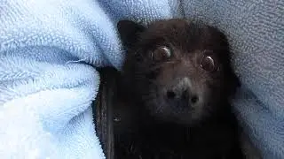 Batty Jessie's Surprise