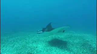 Komodo Scuba Diving | Mikumba Diving Nusantara Liveaboard | 31st May - 3th June 2023