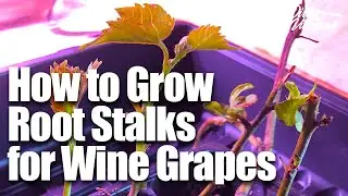 How To Start Root Stalk & Scions for Your Vineyard | Season 1, Episode 4 | How to Start a Vineyard.