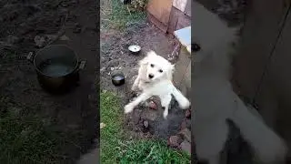 кормим  индоуток (шипунов)