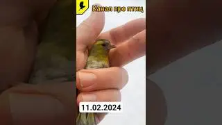 Ловля птиц в феврале # 