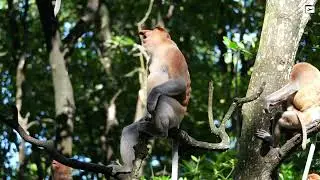 10 Incredible Wildlife Safaris for Animal Lovers