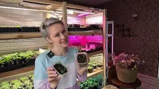 В ТАКОМ ГРУНТЕ У ВАС ВЫРАСТЕТ КРЕПКАЯ РАССАДА.