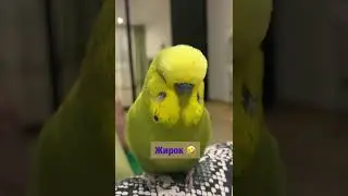 Жирик Македонский - говорящий попугай. Знает более 100 слов! 💯👏