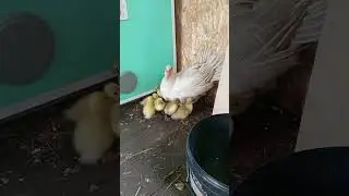 Супер инкубатор.