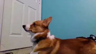 Seeing what Crumpets does when I bark!