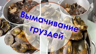 How to soak milk mushrooms correctly. Milk mushroom sorokodnevka. Soaking mushrooms before pickling.