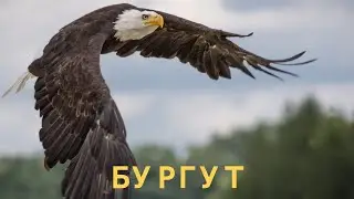 БУРГУТЛАР ХАКИДА КИЗИКАРЛИ ФАКТЛАР