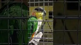 красавчик