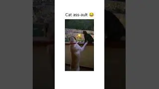 बेचारी बिल्ली की क्या गलती थी 😂 #shorts #cat #funny #animals #pet