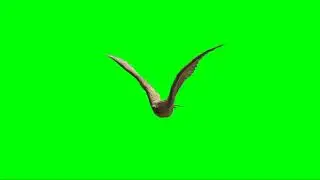 Bird Green Screen Effect HD