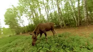 Moose! And a flight under it :)