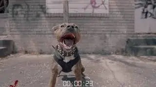 Dog was about to attack a Videographer at a videoshoot #shorts #youtubeshorts