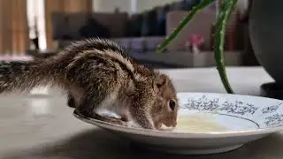 baby squirrel eating time  | squirrel life |cute animals  | best pets 🐿