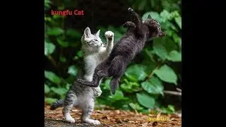 Cat great escape from three bully gangs.