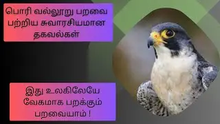 இது உலகிலேயே வேகமாக பறக்கும் பறவையாம்🕊️ | BMNatureNuggets #peregrinefalcon #bird #birdfacts #viral