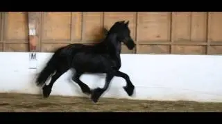 Black Hole [Star Friesian Mare Famke van de Rolleman]