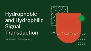 Hydrophilic and Hydrophobic Signal Transduction Pathways