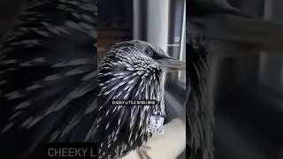 Cheeky Droid Birb