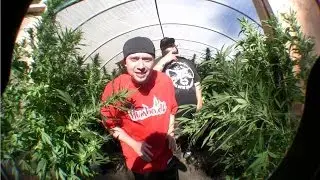 Potluck - Real Weed Livin