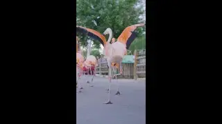 Party Like a Flockstar 🦩
