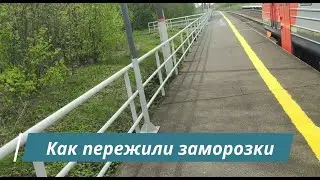 Как пережили заморозки
