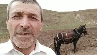 Картофель-ещё один из способов посадки картофеля окучником.